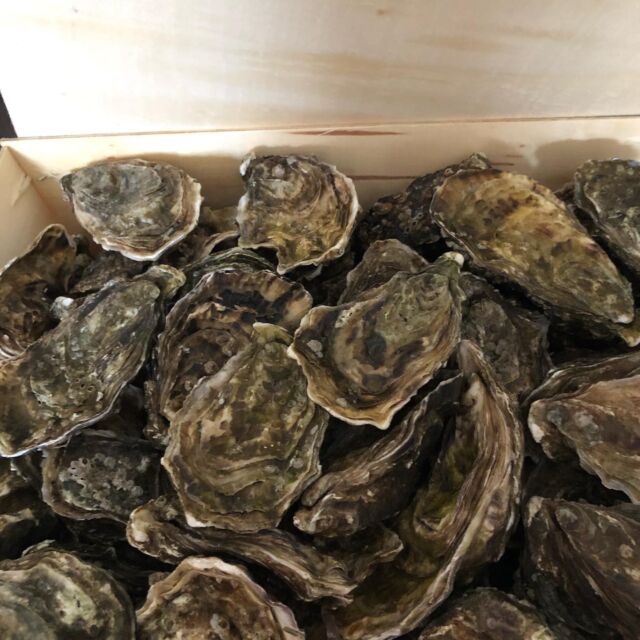 Lindisfarne oysters on the wagon today @electricbearbrewing 2-10pm. We’ll be there until we run out of food!. #oysters #seafood #shellfish #seafoodandbeer #localfood #localbeer #mycaravan #seasideseafood #leonardthegiantinflatablelobster